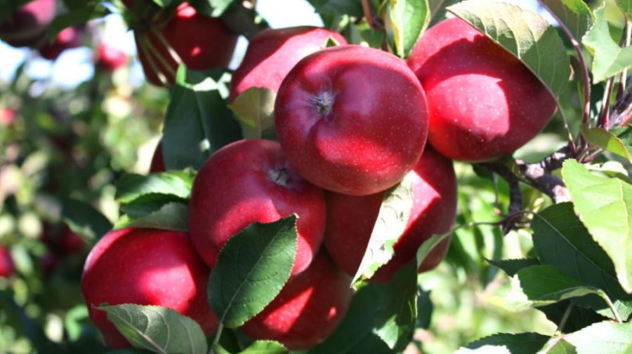 Alternanta de rodire la pomi fructiferi