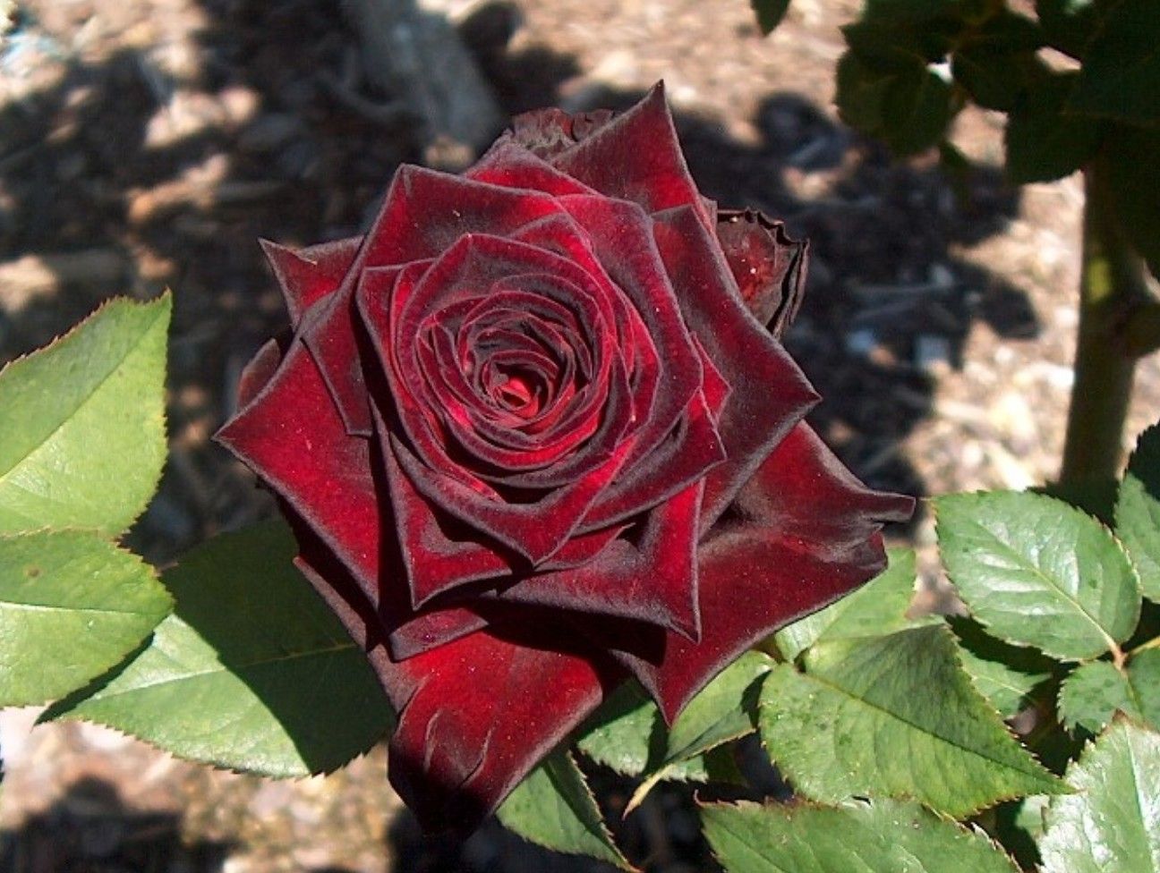 Trandafiri - Royal Baccara