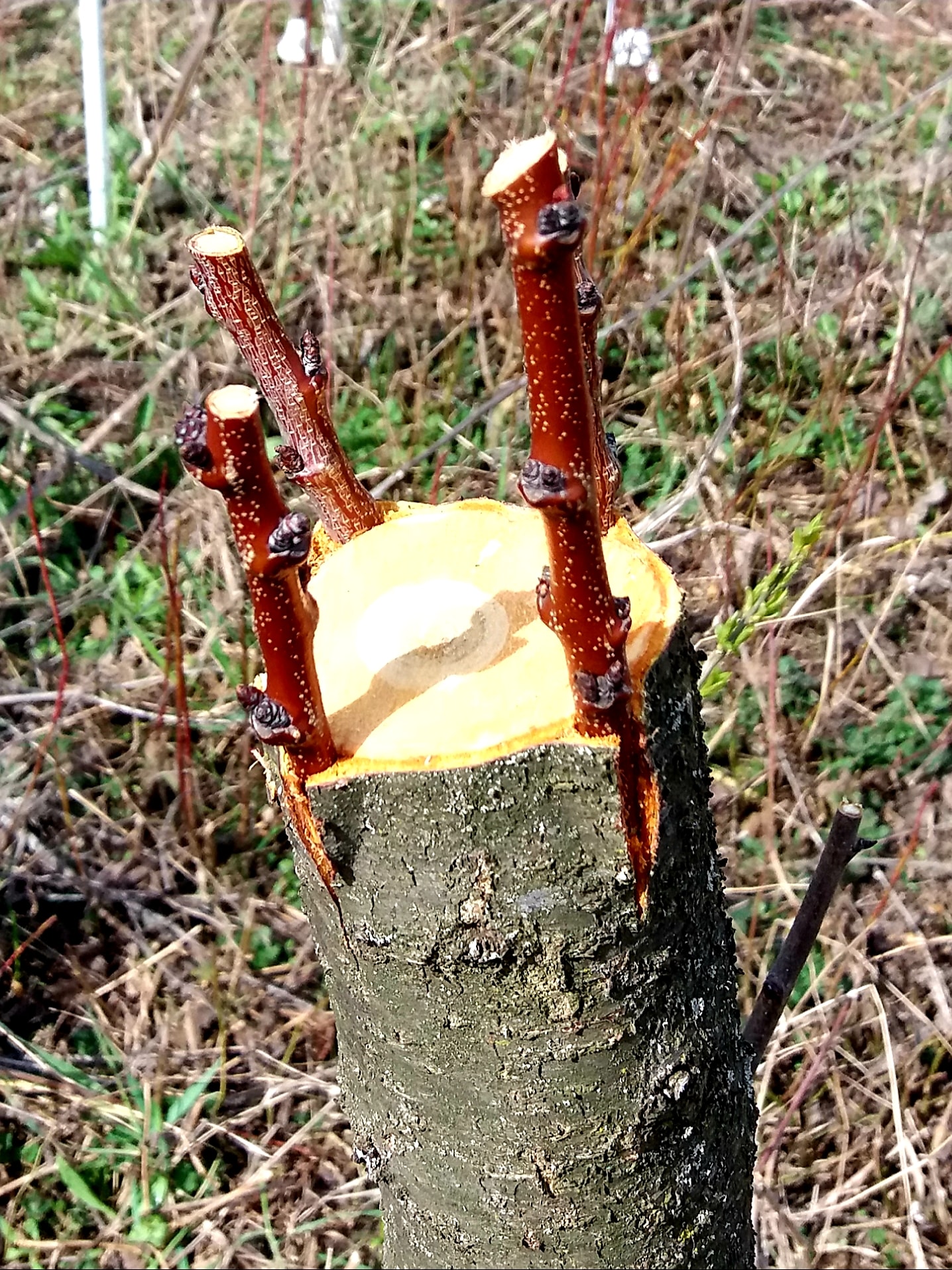 Altoirea pomilor fructiferi sub coaja
