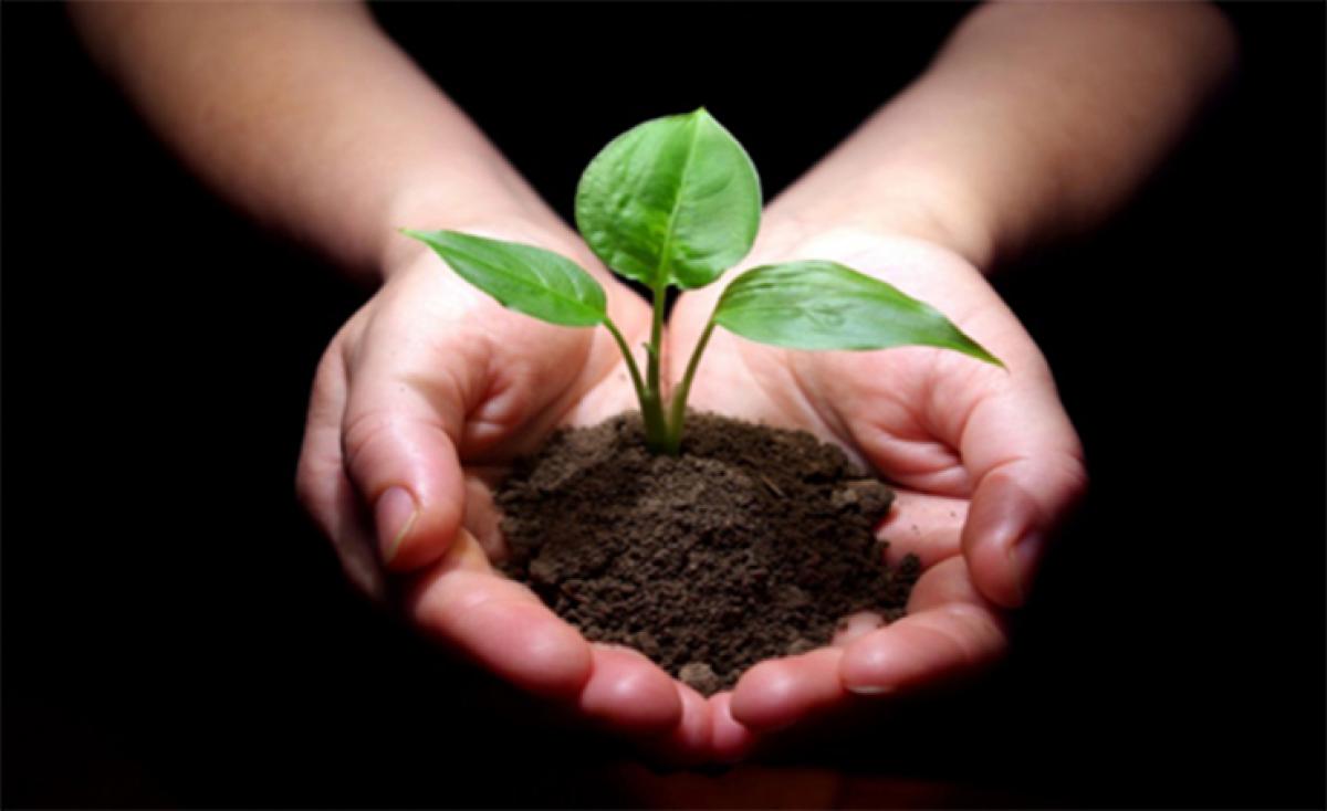 Fertilizant BIO din plante: reteta si mod de aplicare