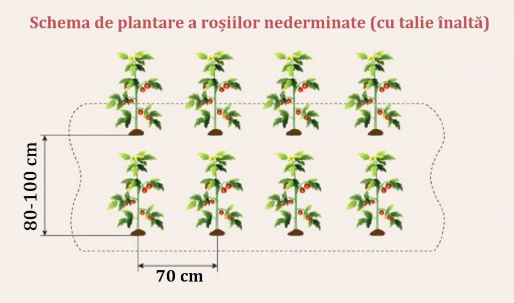 Schema de plantare a rosiilor cu talie inalta