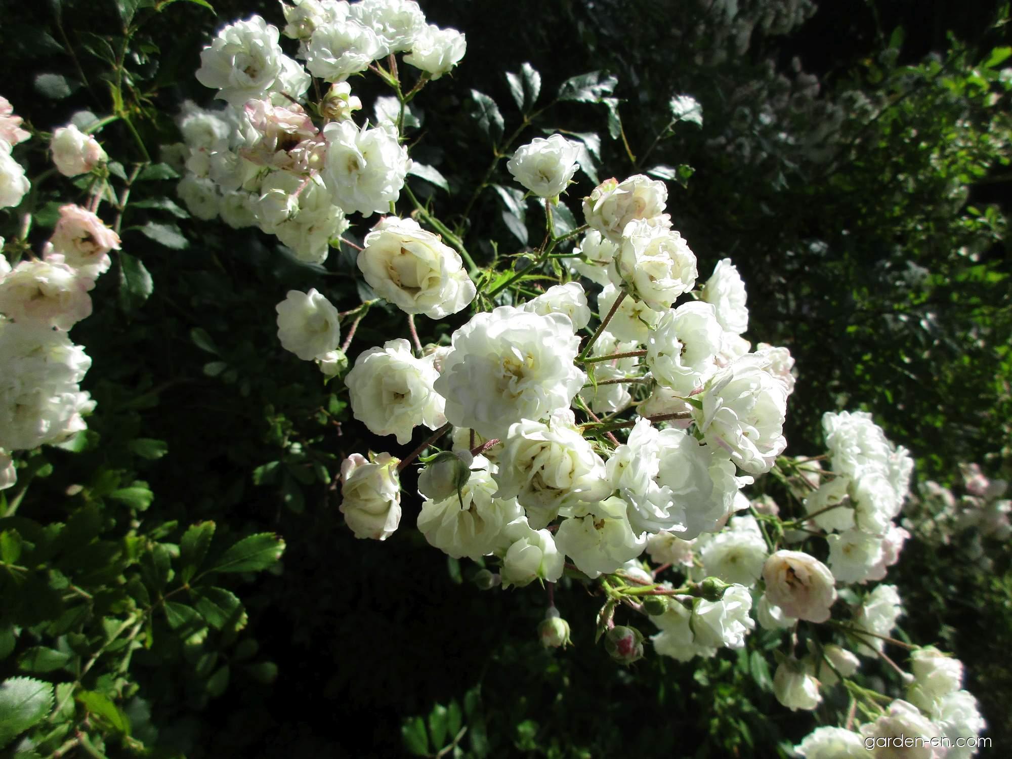 Soiuri de trandafiri albi - Alba Meidiland