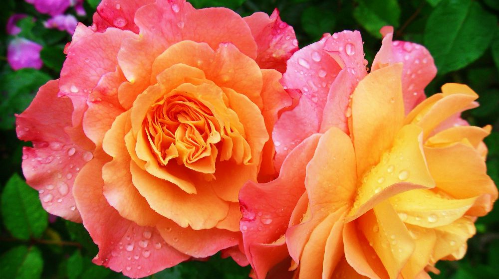 Top 10 - Cele mai scumpe soiuri de trandafiri
